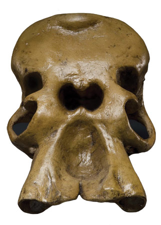 dwarf elephant skull