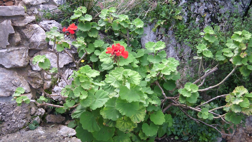 IMG_20140330_133025 - Copia