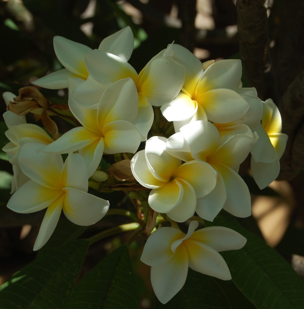 Botanical Garden Palermo - Dangerously Truthful Sicilian Housewife