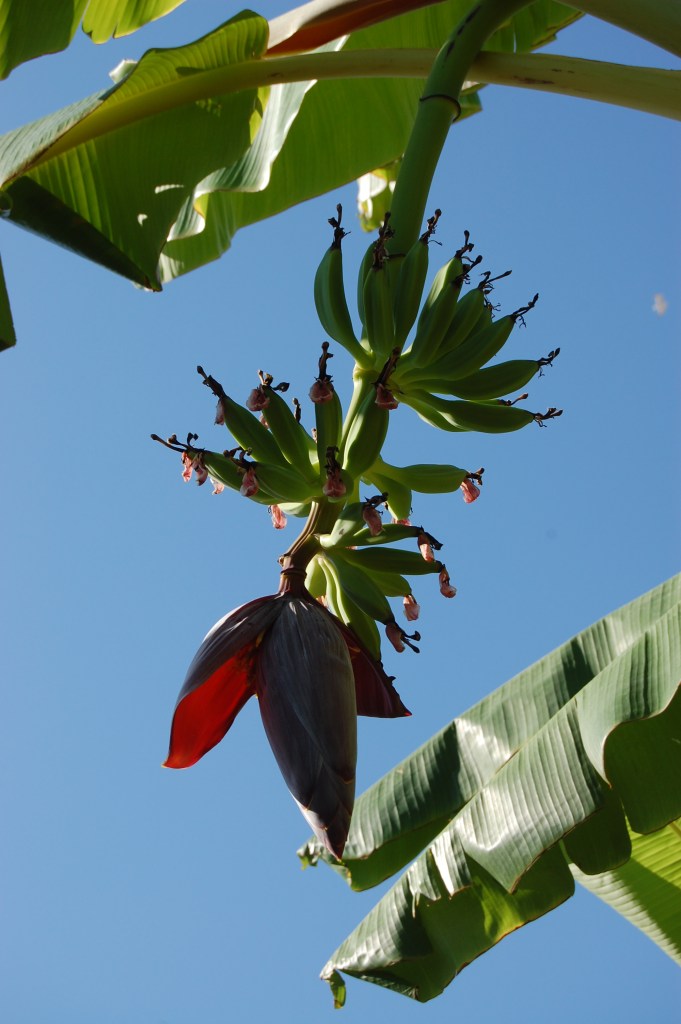 Botanical Garden Palermo - Dangerously Truthful Sicilian Housewife