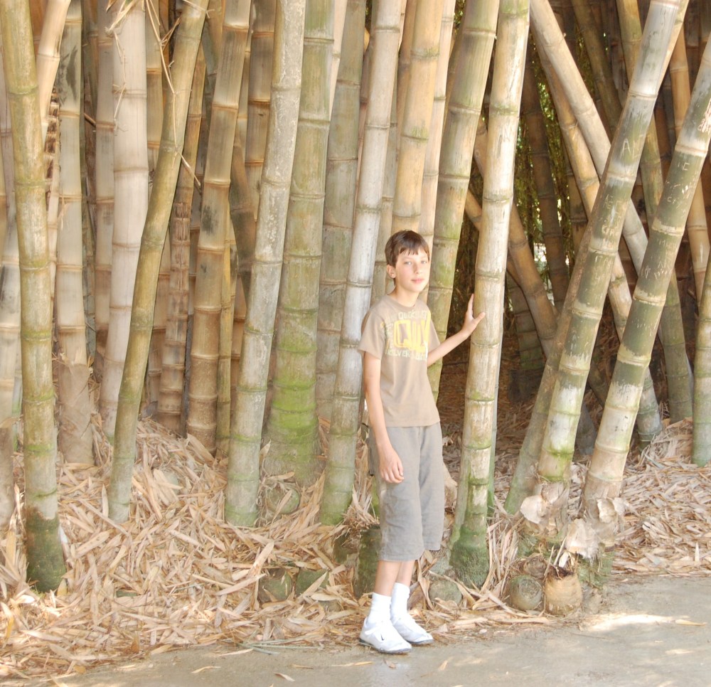 Botanical Garden Palermo - Dangerously Truthful Sicilian Housewife