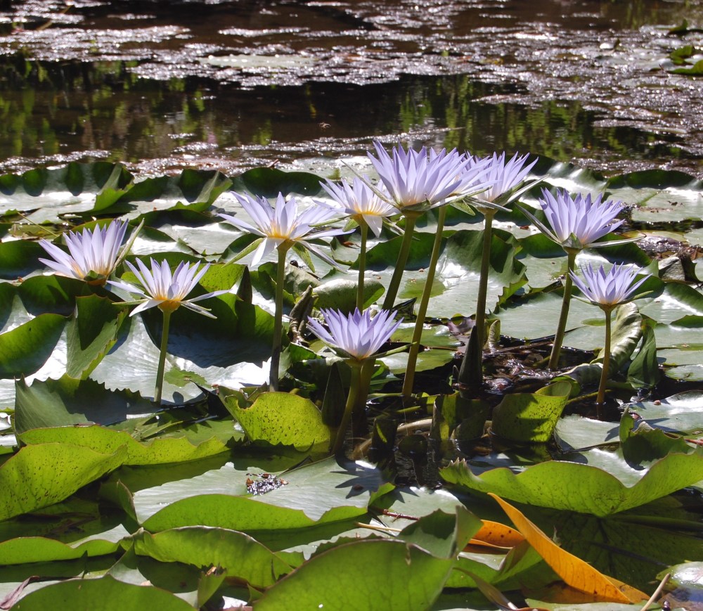 Botanical Garden Palermo - Dangerously Truthful Sicilian Housewife