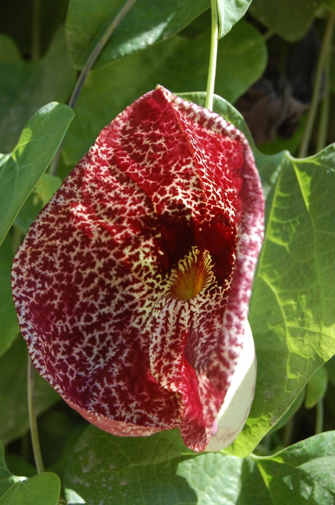 Botanical Garden Palermo - Dangerously Truthful Sicilian Housewife