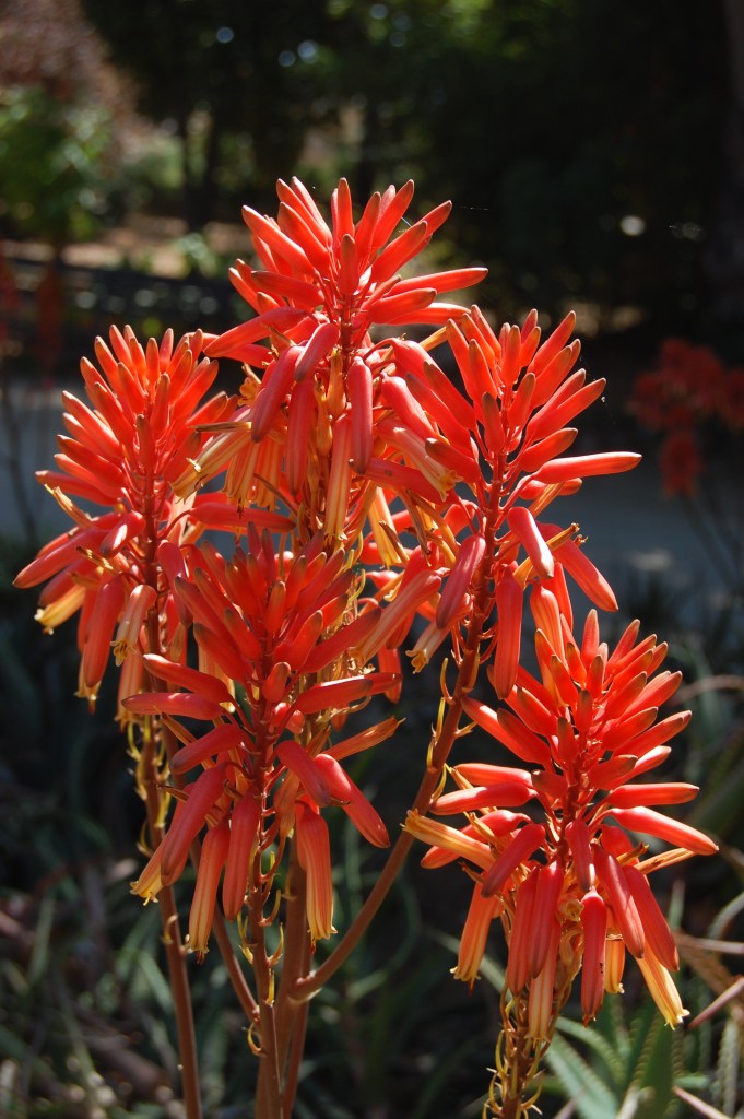 Botanical Garden Palermo - Dangerously Truthful Sicilian Housewife