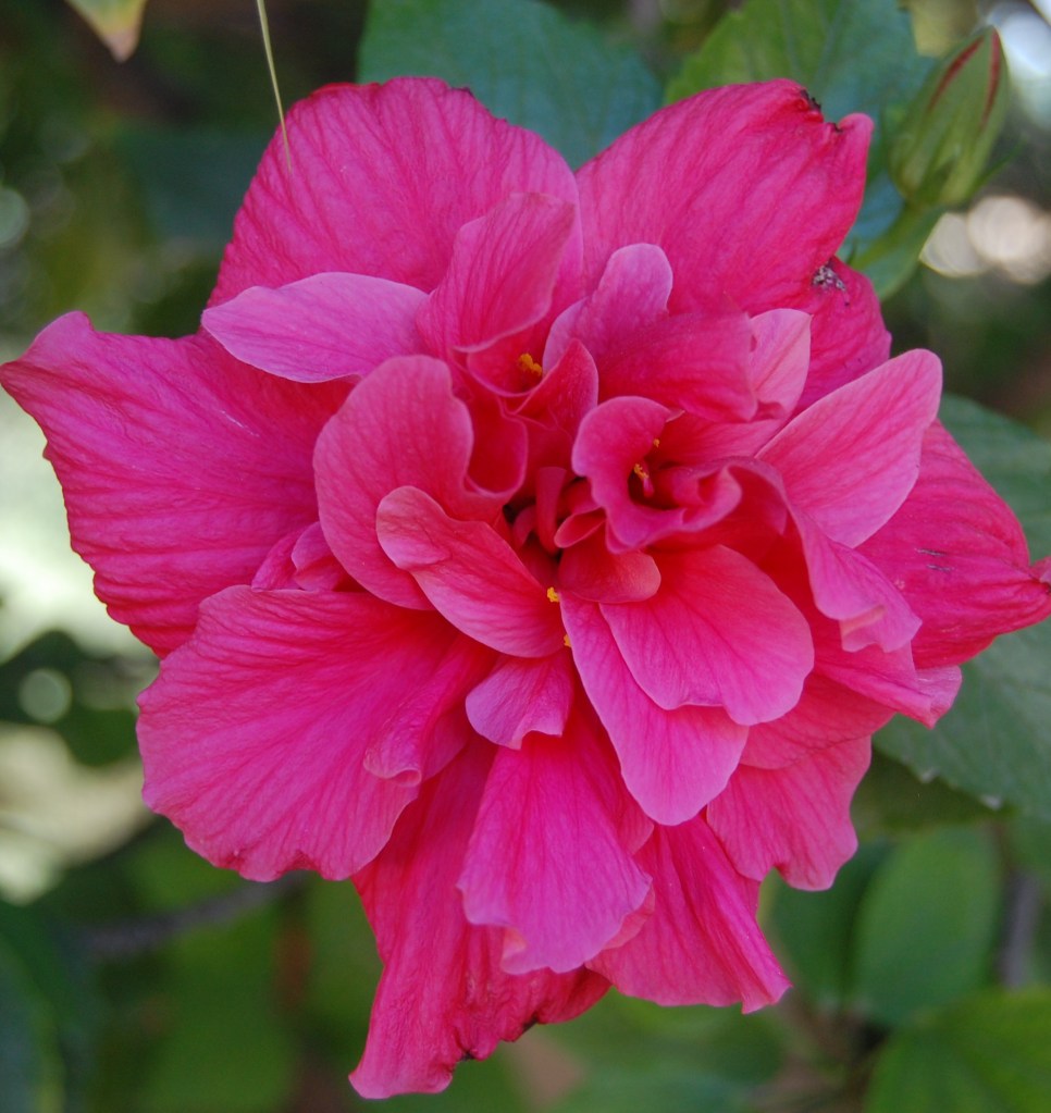 Botanical Garden Palermo - Dangerously Truthful Sicilian Housewife