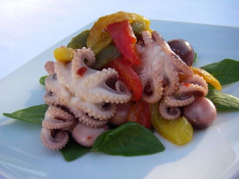 octopus