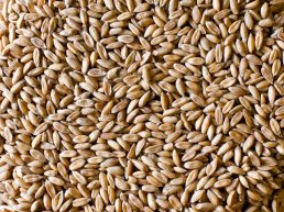 spelt
