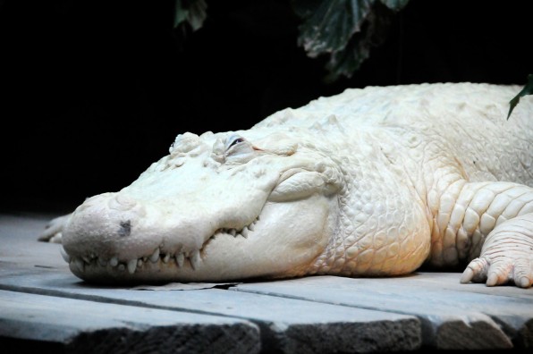 2011-01-18_0000342-596x396