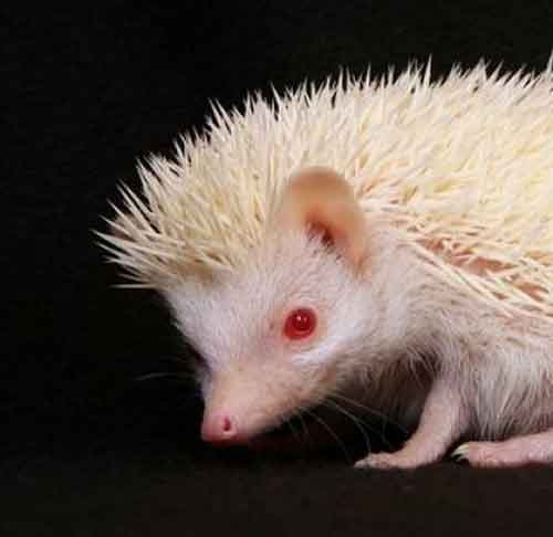 7d380b8b4f6a94bf96ff2ac5ed05ff6c