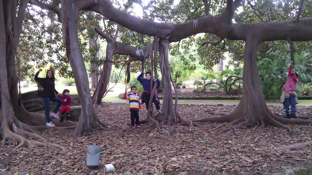 Ficus tree in the botanical gardens, Palermo