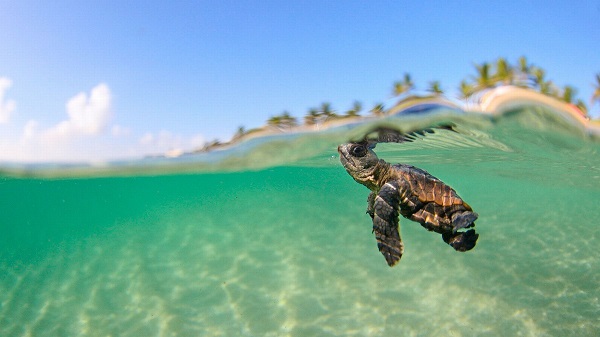 Loggerhead turtle in Lampedusa