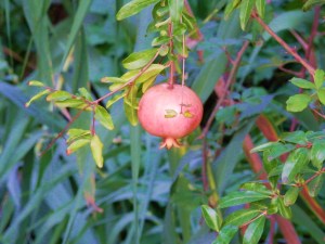 pomegranate