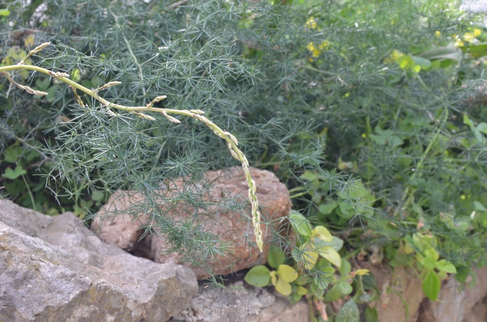 A sprig of wild asparagus. This photo is from a blog called "All things Sicilian and more" written by a keen foodie who actually knows how to give you decent recipes!! And takes lovely photos. Highly recommended! click on this photo to go straight there. 